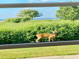 Ferienhaus Nysted Außenaufnahme 7