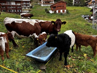 Apartamento de vacaciones Saas-Fee Grabación al aire libre 7