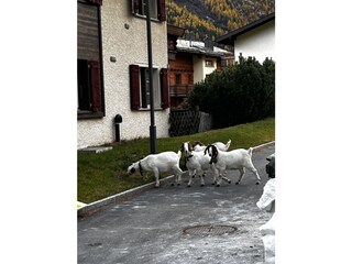 Apartamento de vacaciones Saas-Fee Grabación al aire libre 8