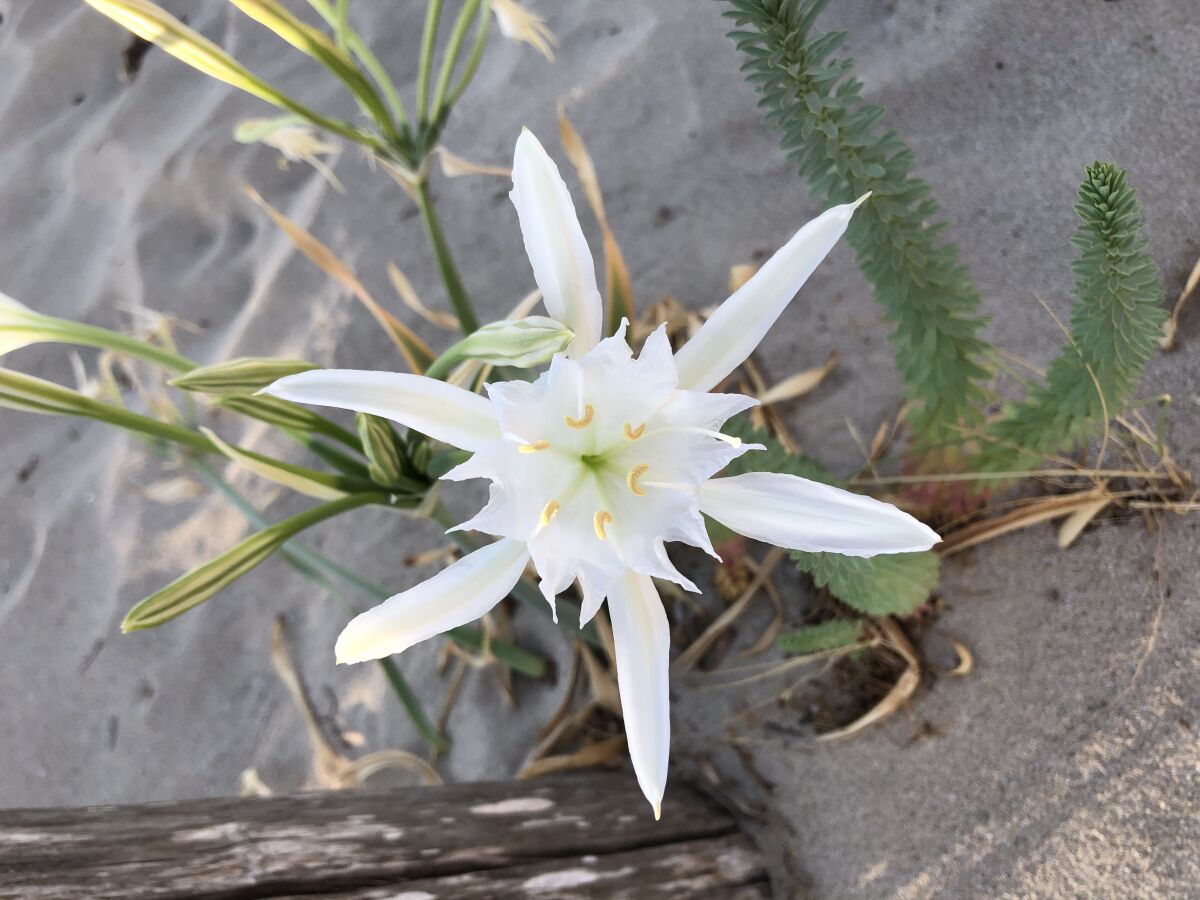 Standblume "Giglio di mare"