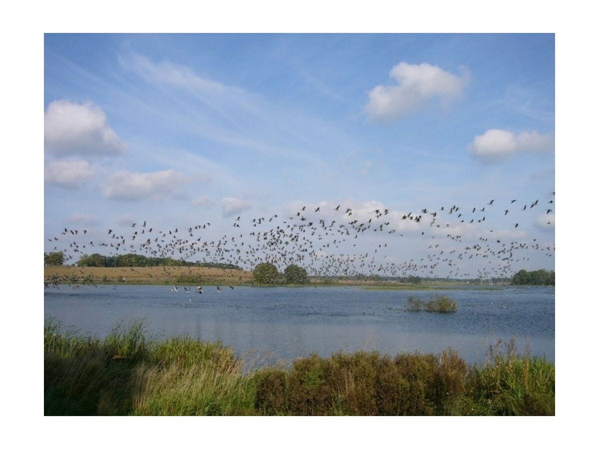 Vogelparadies Stuerscher See