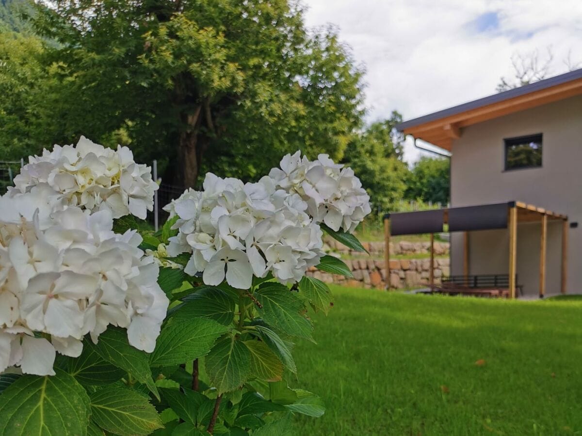 Hortensien im Garten