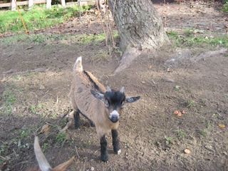 Holiday apartment Rothenberg Environment 14