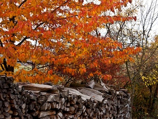 Holiday apartment Rothenberg Environment 19