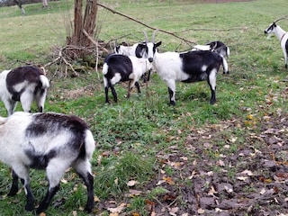 Ziegen in Rothenberg