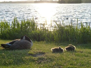 Ferienhaus Oldenburg in Holstein Umgebung 39