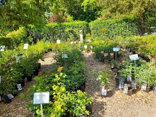 Apartment Olsberg Environment 23