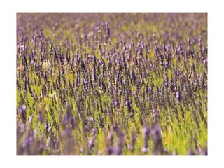 Ferienwohnung Saint-Raphael Außenaufnahme 32