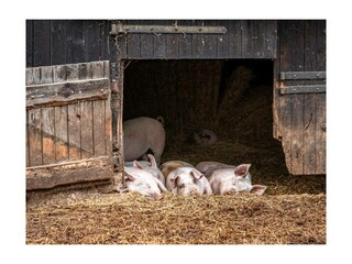 Ferienwohnung Bispingen Außenaufnahme 15