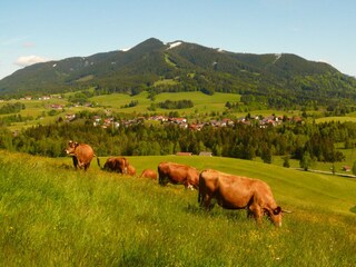 Blick auf unseren Hausberg das Hörnle