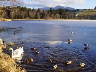 Bayersoier See