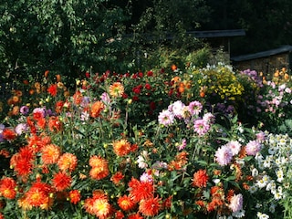 Dahlien, unsere Lieblingsblumen