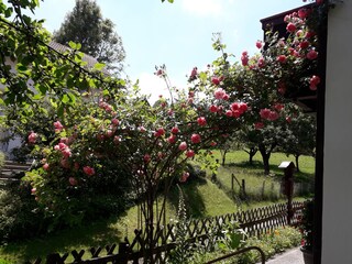 Unsere Rosen in voller Blüte