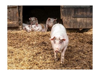Ferienwohnung Bispingen Außenaufnahme 18