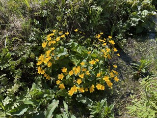 Appartamento per vacanze Oberstaufen Ambiente 20