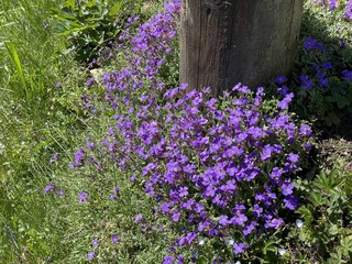 Schöne Blumen rund ums Haus