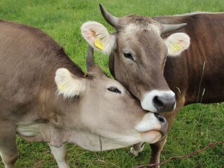 Appartamento per vacanze Oberstaufen Ambiente 23