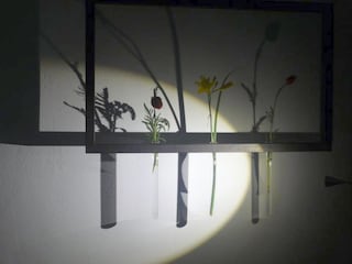 From the garden