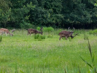 Casa per le vacanze Oostkapelle Ambiente 29