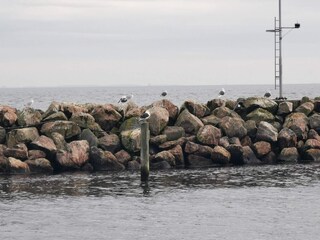 Maison de vacances Spodsbjerg  9