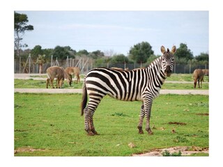 Ferienwohnung S'Illot Außenaufnahme 34