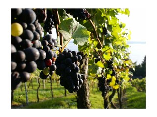 Ferienwohnung Friedrichshafen Außenaufnahme 21