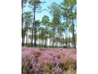 Casa per le vacanze Hossegor Ambiente 15
