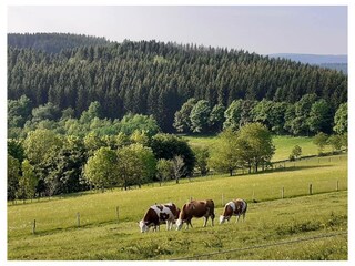 Ferienwohnung Winterberg Außenaufnahme 6