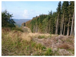 Ferienwohnung Winterberg Außenaufnahme 11