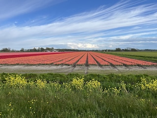 Frühling - Tulpen :-)