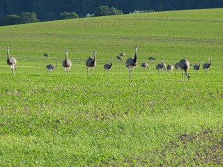 Appartamento per vacanze Ziethen Ambiente 22