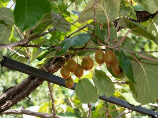 Apartment Opatija Ausstattung 9