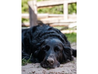 Josy spielt gerne Fussball