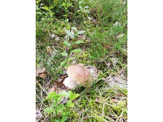 Wandern in der Heide, Pilze jede Menge