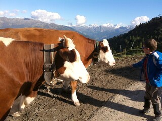 Appartamento Schlitters Ambiente 34