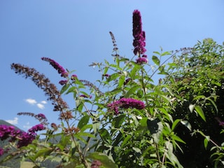 der "Sommer" im Garten