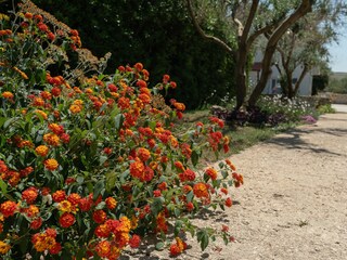 Apartment Povljana Features 5