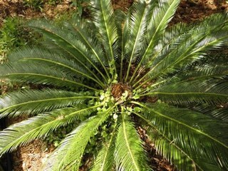 Ferienhaus Supetar Außenaufnahme 3