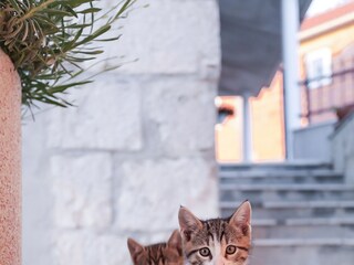 Holiday house Donje Sitno Features 24