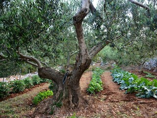 Ferienhaus Povlja Ausstattung 6