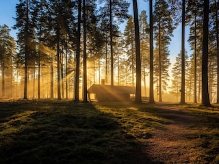 Sonnenaufgang im Wald