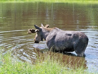 Elch bei uns im See