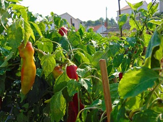 Holiday house Postira Features 10