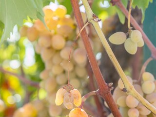 Apartment Trogir Ausstattung 8