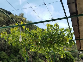 Ferienhaus Postira Außenaufnahme 4