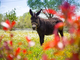 Holiday house Puljane Outdoor Recording 1