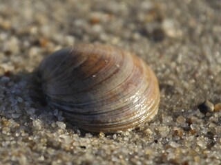 Muschel am Strand