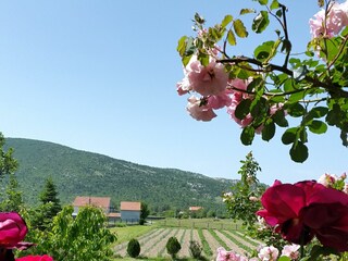 Holiday house Dicmo Features 57