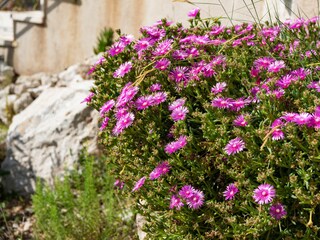 Apartment Sevid Outdoor Recording 2