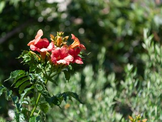 Apartment Sevid Outdoor Recording 6